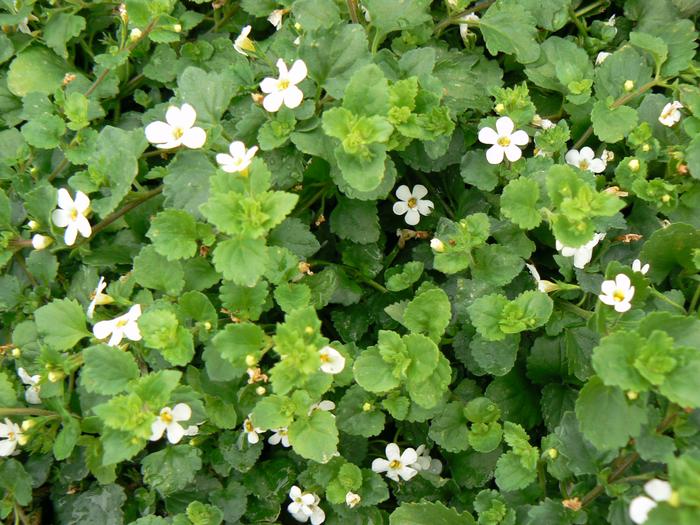 Bacopa Abunda Giant White (Bacopa Abunda Giant White)