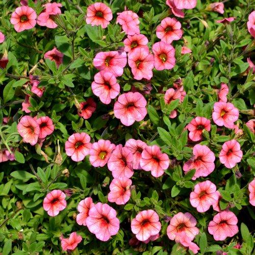 Calibrachoa Caberet Peach (Calibrachoa Caberet Peach)
