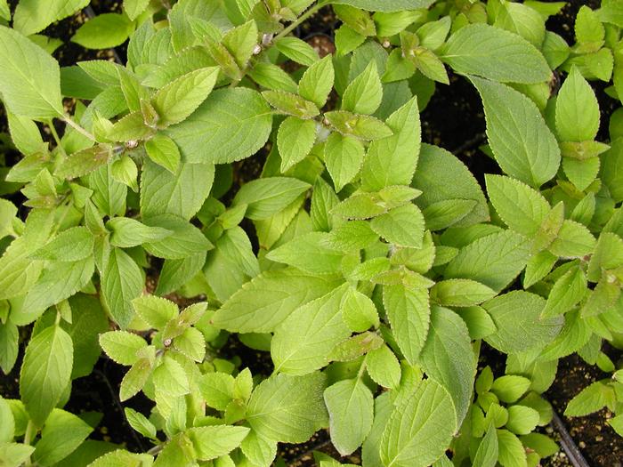 Sage Pineapple (Sage Pineapple)