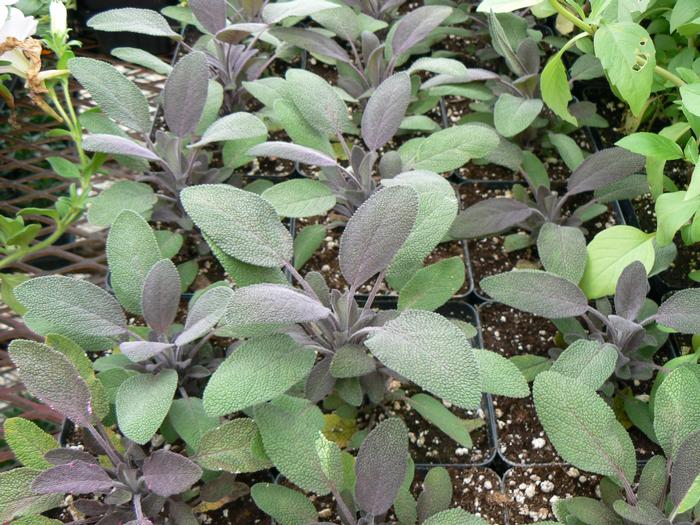 Sage Purple (Sage Purple)