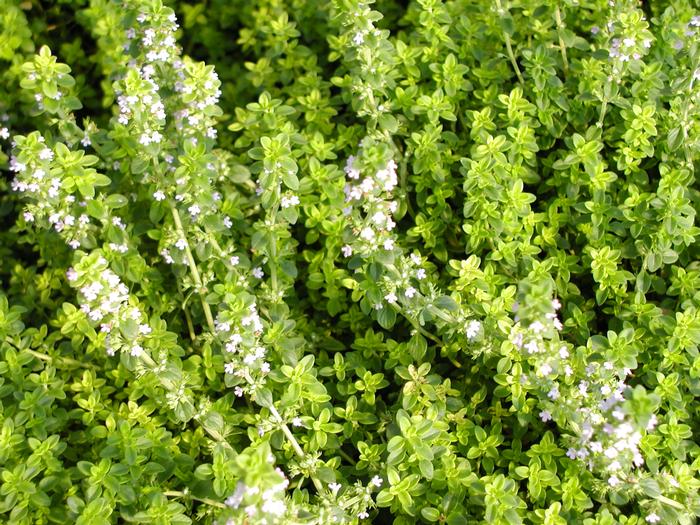 Thyme Lemon (Greenleaf) (Thyme Lemon (Greenleaf))