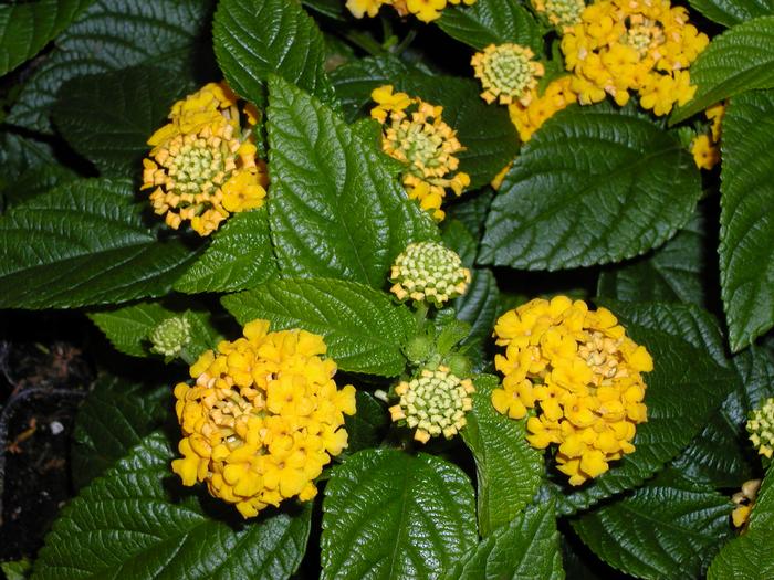 Lantana Lucky Pot of Gold (Lantana Lucky Pot of Gold)