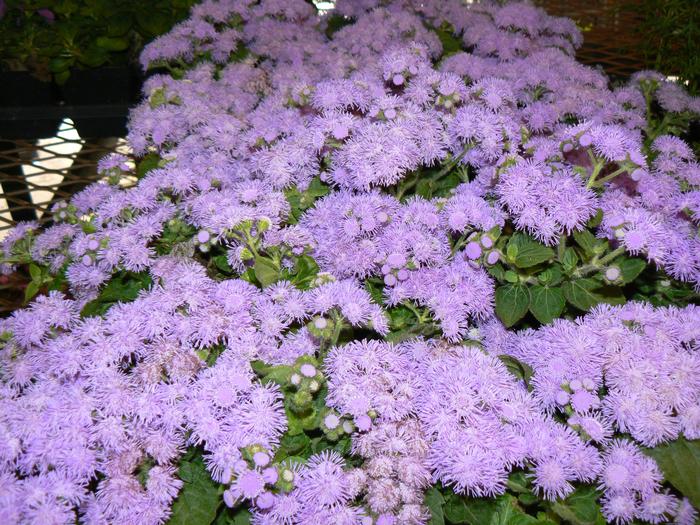 Ageratum Blue Hawaii  ()
