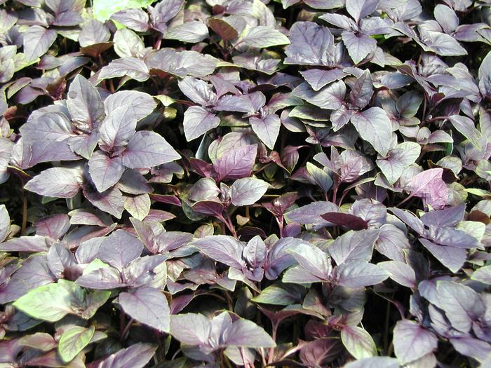 Basil Red Rubin (Basil Red Rubin)