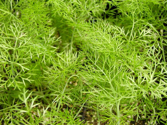 Fennel (Fennel)