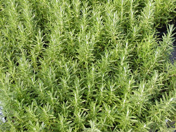 Rosemary Goriza (Rosemary Goriza)