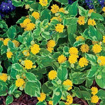Lantana Samantha (Lantana Samantha)