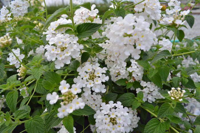 Lantana Trailing White (Lantana Trailing White)