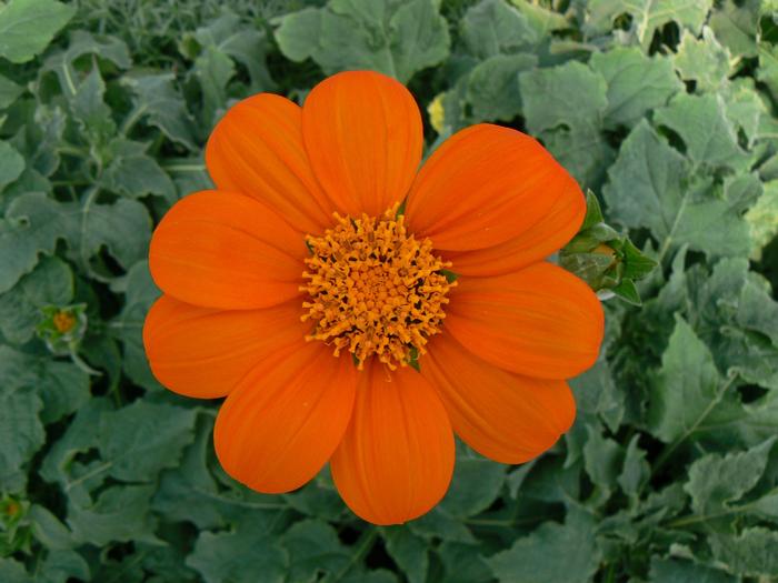 Tithonia Fiesta Del Sol (Tithonia Fiesta Del Sol)