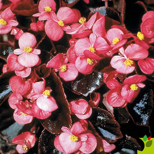Begonia Bronze Leaf Gin (Rose) (Begonia Bronze Leaf Gin (Rose))