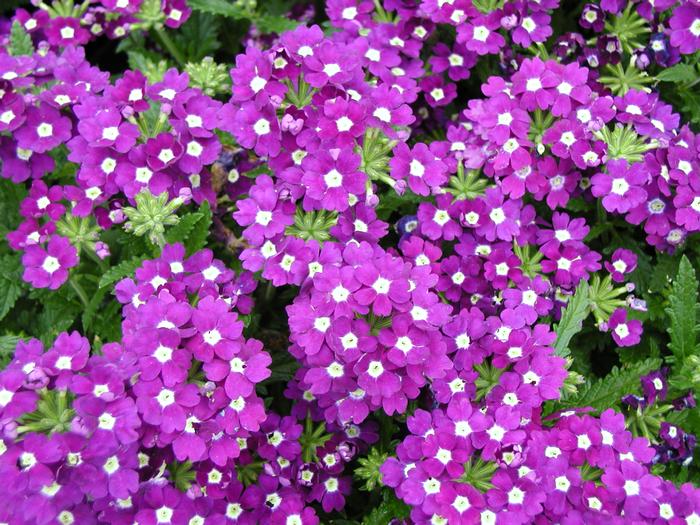Verbena Aztec Violet (Verbena Aztec Violet)