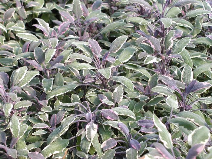 Sage Tricolor (Sage Tricolor)