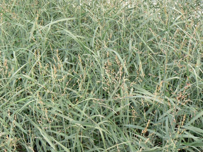 Orn Grass Panicum Heavy Metal (Orn Grass Panicum Heavy Metal)