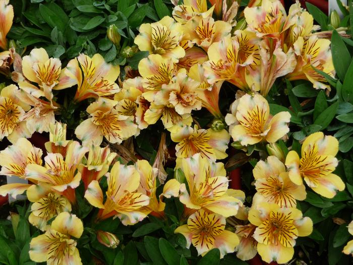 Alstroemeria Princess Sara ()