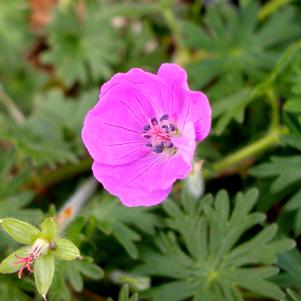 Geranium New Hampshire Purple