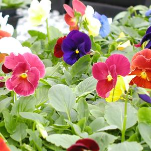 Viola wittrockiana 'Crown Mix'