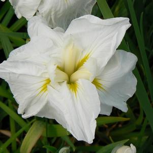 Iris ensata Eden's Charm