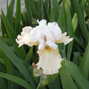 Iris germanica Champagne Elegance