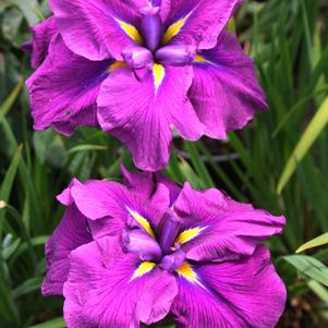 Iris ensata August Emperor