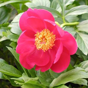 Paeonia Scarlet O'Hara