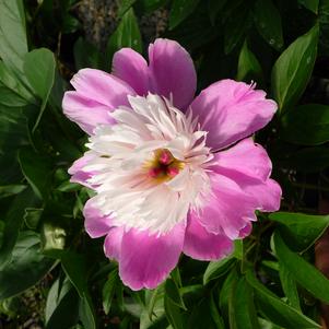 Paeonia Cora Stubbs