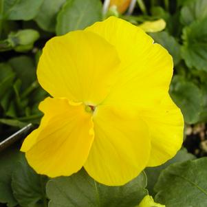 Viola wittrockiana 'Crown Yellow'