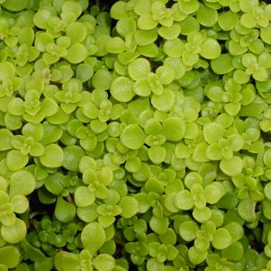 Sedum Ogon