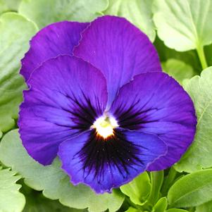 Viola wittrockiana 'Crown Purple'