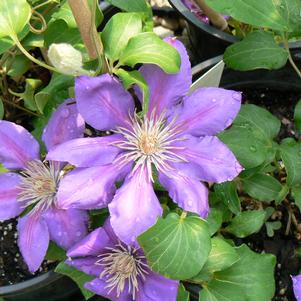 Clematis x Anna Louise