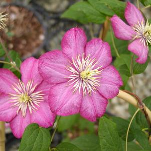 Clematis x Ville de Lyon