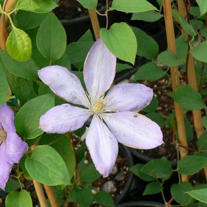 Clematis x Mrs Cholomdeley