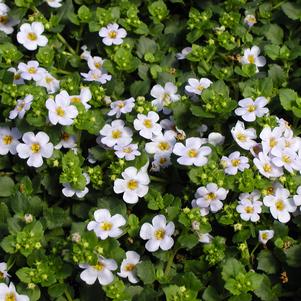 Bacopa Collossal Blue Sky 