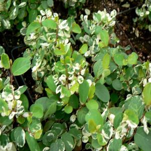 Breynia Hawaiian Snowbush 