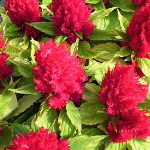 Celosia Fresh Look Red 