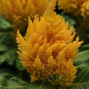 Celosia Fresh Look Yellow 