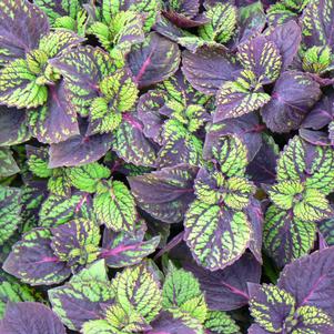 Coleus Fishnet Stockings 
