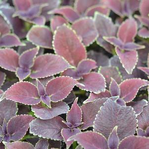 Coleus Merlot 