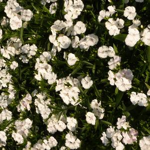 Dianthus Telstar White 