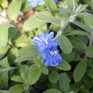 Evolvulus Blue Daze 