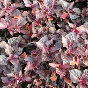 Iresine Purple Lady 