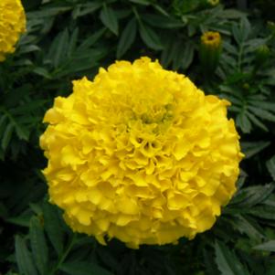 Marigold Antigua Yellow 