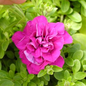 Petunia Easy Wave Purple 