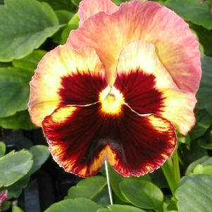 Viola wittrockiana 'Delta Tapestry'