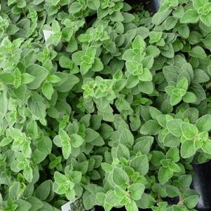 Oregano Hot N Spicy 