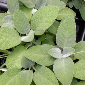 Sage Bergarten 