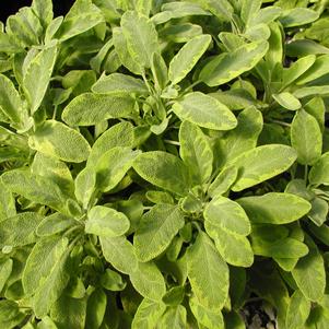 Sage Icterina 