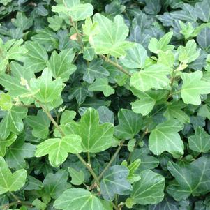Hedera helix 'Duckfoot'