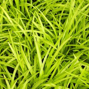 Liriope muscari 'Peedee Ingot'