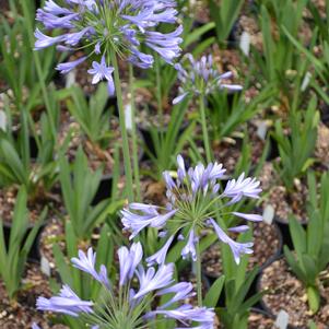 Agapanthus Blue Globe