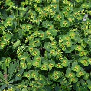Euphorbia Tiny Tim